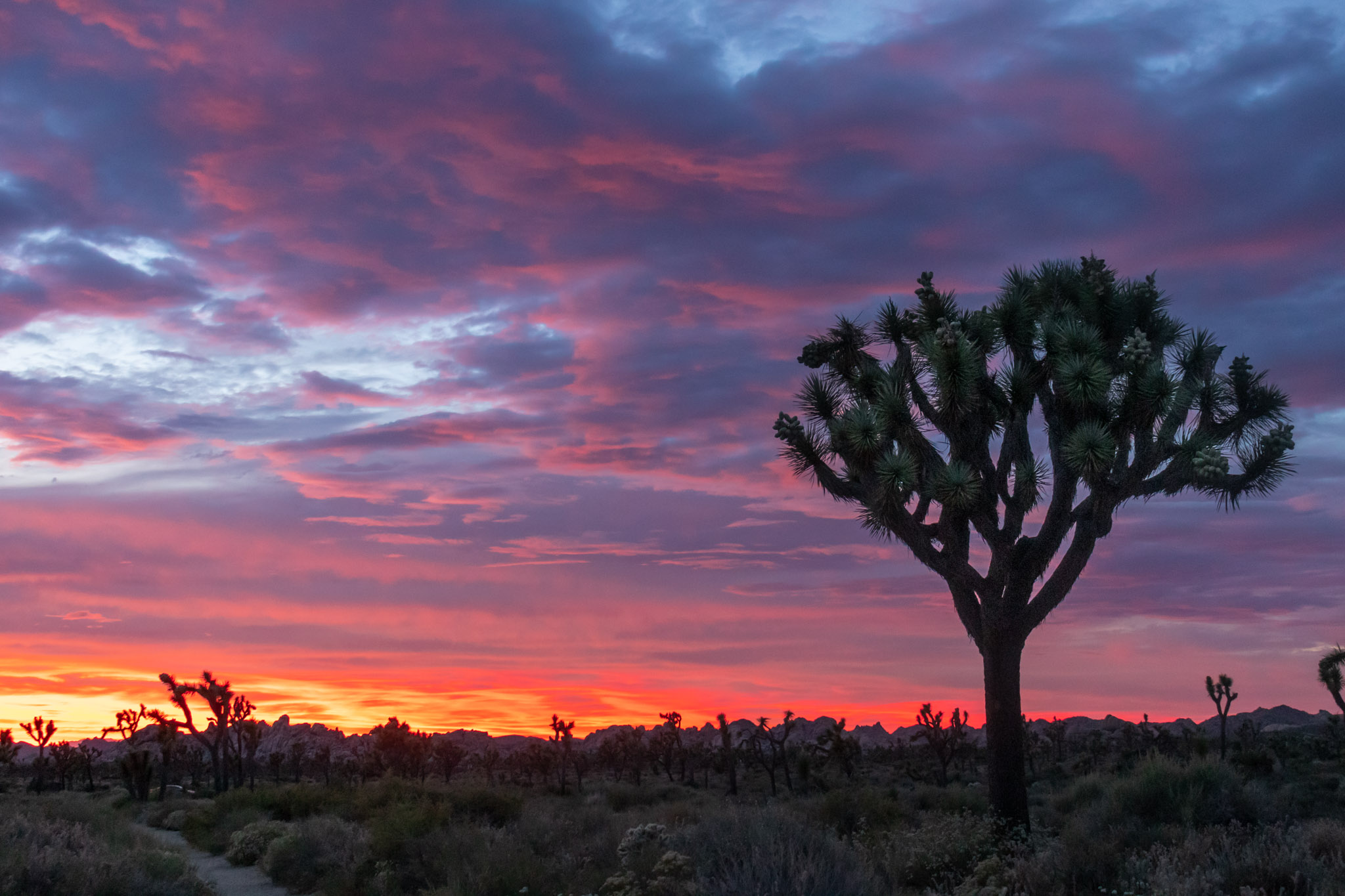 a large symmetrical joshua tree at sunset